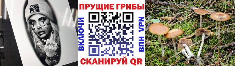 даркнет сайт  Долгопрудный  Галлюциногенные грибы мухоморы 